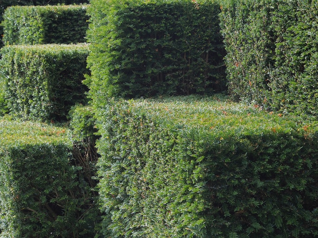le-mur-vegetal