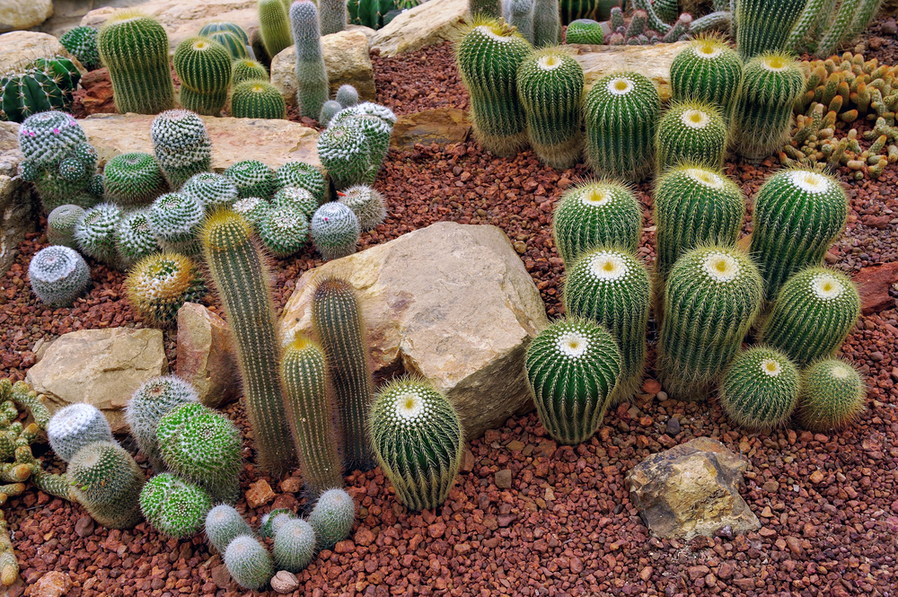 Petit jardin cactus et plantes grasses